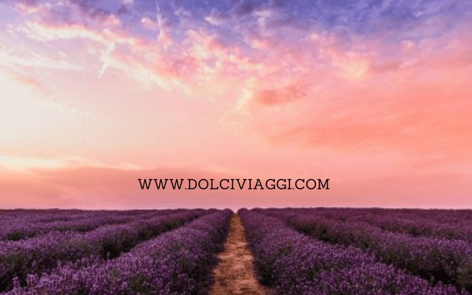 Dolciviaggi - LAVANDA IN FIORE