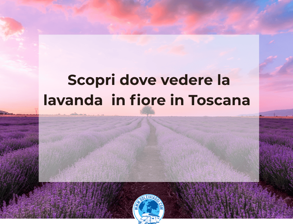 Scopri dove vedere la lavanda in fiore in Toscana