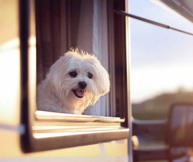 “Era la nostra prima volta in camper con due figli piccoli e un cane…
Con l’itinerario Dolciviaggi ci siamo sentiti subito sicuri, liberi, tranquilli.”

È il tipo di messaggio che ci arriva spesso dalle famiglie che partono con i nostri itinerari 🐾👨‍👩‍👧‍👦
💛 Perché viaggiare leggeri è possibile, se l’itinerario è quello giusto.

🎒 Scopri i nostri → https://dolciviaggi.com/negozio/